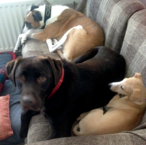 Flora Ziggy and Luna