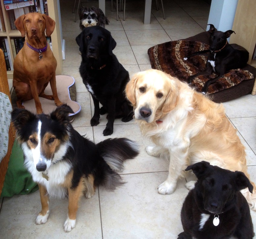 Happy dogs waiting for their dinner